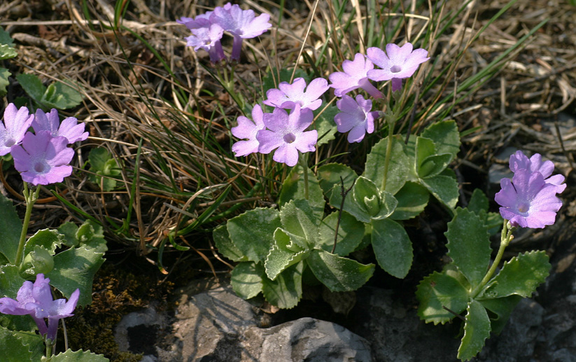 Primula marginata / Primula impolverata